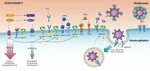 Mutants Of Human Ace2 Differentially Promote Sars Cov And Sa